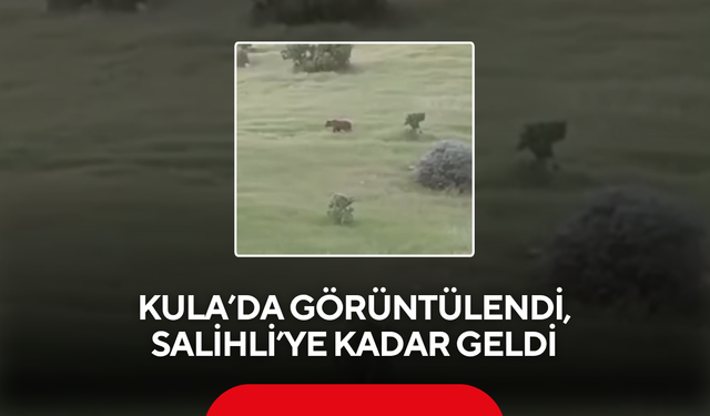 Kula’da görüntülendi, Salihli’ye kadar geldi