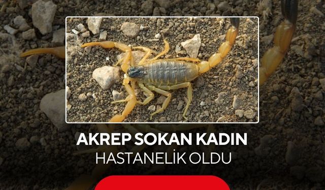 Akrep sokan kadın hastanelik oldu