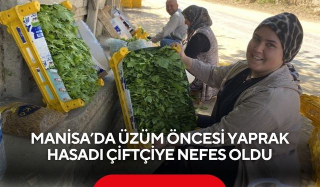 Manisa’da üzüm öncesi yaprak hasadı çiftçiye nefes oldu