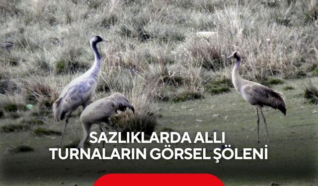 Sazlıklarda allı turnaların görsel şöleni