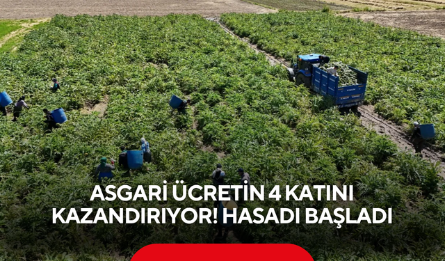 Asgari ücretin 4 katını kazandırıyor! ‘Yeşil elmas’ın hasadı başladı
