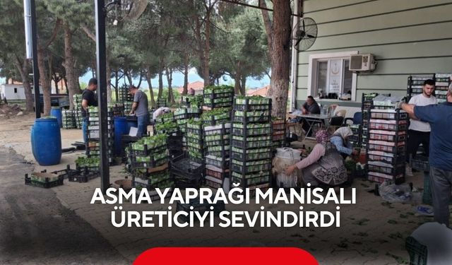 Asma yaprağı Manisalı üreticiyi sevindirdi