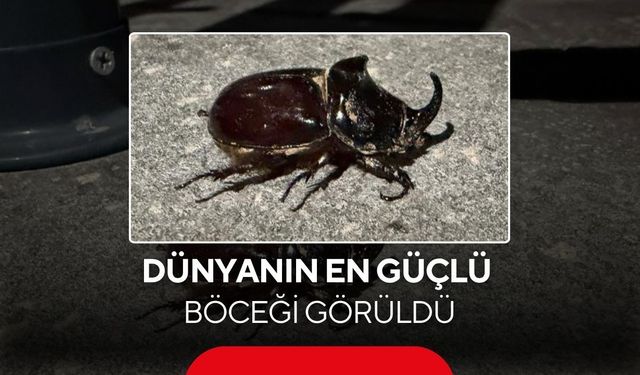 Dünyanın en güçlü böceği görüldü