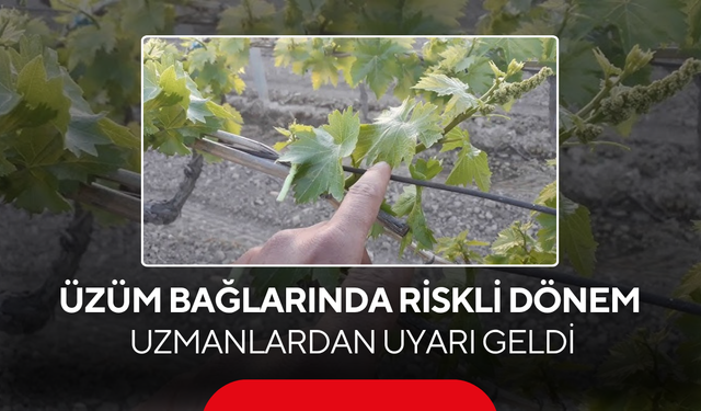 Üzüm bağlarında riskli dönem... Uzmanlardan uyarı geldi