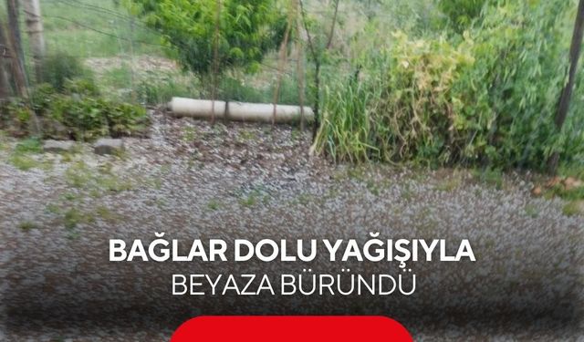 Manisa'da bağlar dolu yağışıyla beyaza büründü