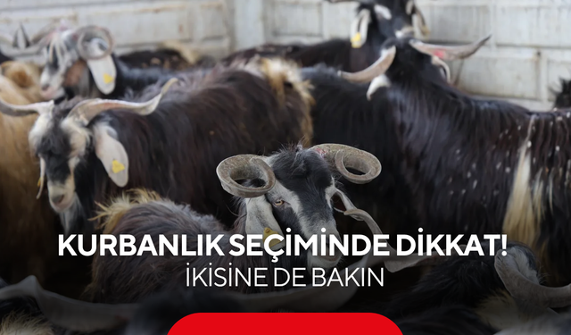 Besiciler sırrı ilk kez verdi! Kurbanlık seçerken o ikisine bakmayan parasını çöpe atar