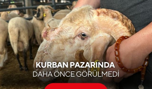 Burnunda boynuz var! Kurban pazarındaki “Gergedan koç” görenleri hayrete düşürüyor...