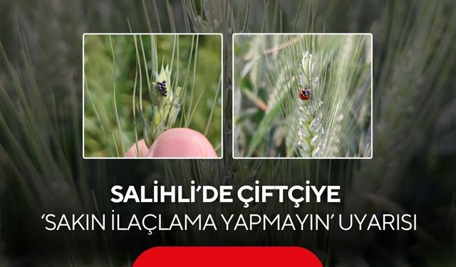Salihli’de çiftçiye kritik uyarı: Buğday tarlalarında ilaçlama yapmayın!