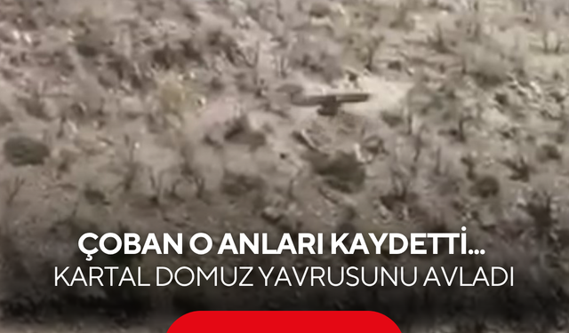 Çoban o anları saniye saniye kaydetti... Kartalın domuz yavrusunu avladığı anlar