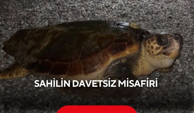 Sahilin davetsiz misafiri...
