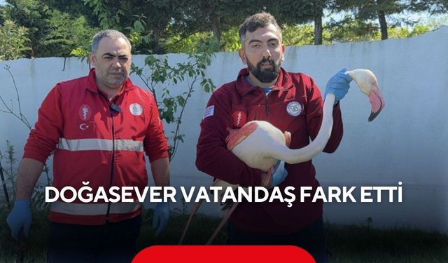 Ormanında alanda şaşırtan görüntü... Doğasever vatandaş fark etti...