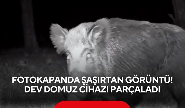 Fotokapanda şaşırtan görüntü! Dev domuz cihazı parçaladı