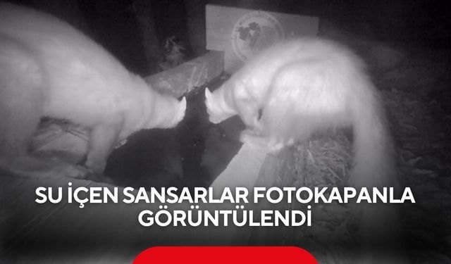 Su içen sansarlar fotokapanla görüntülendi