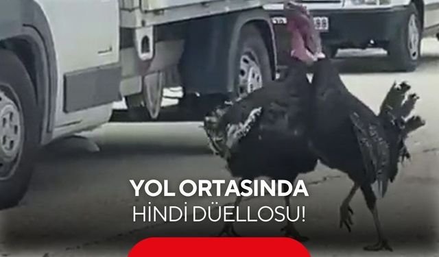 Yol ortasında hindi düellosu! Trafik kilitlendi, o anlar kamerada