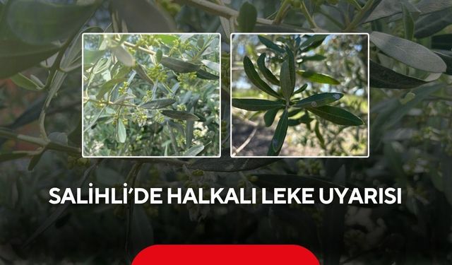 Salihli’de zeytin üreticilerine kritik uyarı: Halkalı leke hastalığına dikkat