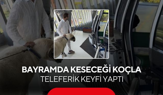 Kurbanlık koçunu teleferikle Uludağ’a çıkardı! İlginç anlar gülümsetti