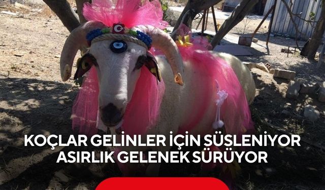 Koçlar gelinler için süsleniyor asırlık gelenek sürüyor