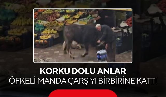 Kontrolden çıkan manda dehşet saçtı! Yaşlı adam yere böyle savruldu...