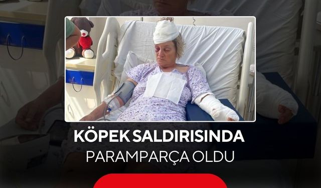 Köpek saldırısında paramparça oldu... 80 dikiş, kopan deri, tutulmayan sözler...