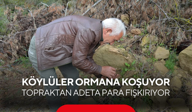 Köylüler akın akın ormana koşuyor: Küle dönen topraktan adeta para fışkırıyor