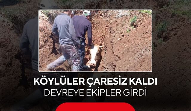 Köylüler çaresiz kaldı, devreye giren ekipler ineği böyle kurtardı...