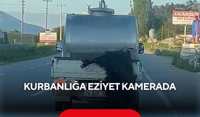 Kurbanlığa eziyet kamerada