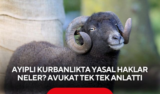 Ayıplı kurbanlıkta yasal haklar neler? Avukat tek tek anlattı