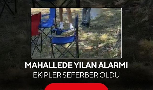 Mahallede sarı yılan alarmı! Ekipler seferber oldu...