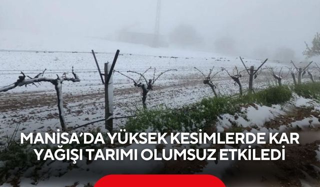 Manisa’da yüksek kesimlerde kar yağışı tarımı olumsuz etkiledi