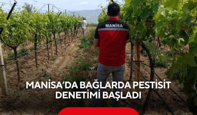 Manisa’da bağlarda pestisit denetimi başladı
