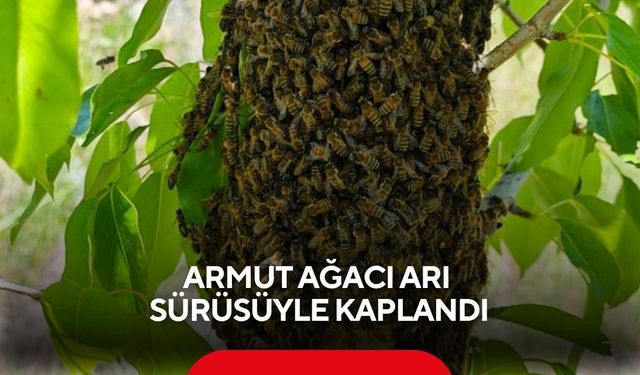 Armut ağacı arı sürüsüyle kaplandı