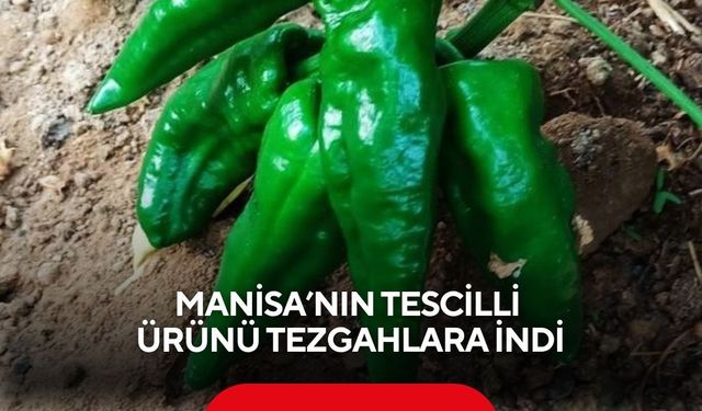 Manisa’nın tescilli ürünü tezgahlara indi, fiyatı dudak uçuklattı