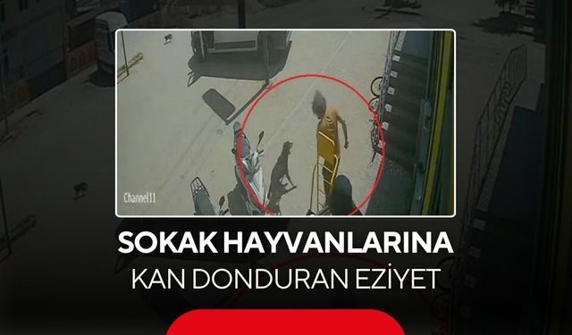 Sokak hayvanlarına kan donduran eziyet... Görüntüler tepki yağdırdı...