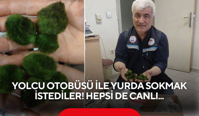 Tam 2 bin 125 tane ele geçirildi... Yolcu otobüsü ile yurda sokmak istediler!
