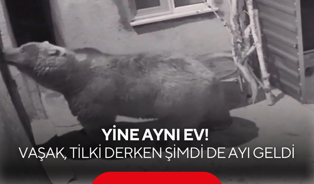 Vahşi doğanın adresi değişmedi! Vaşak ve tilkiden sonra şimdi de o geldi