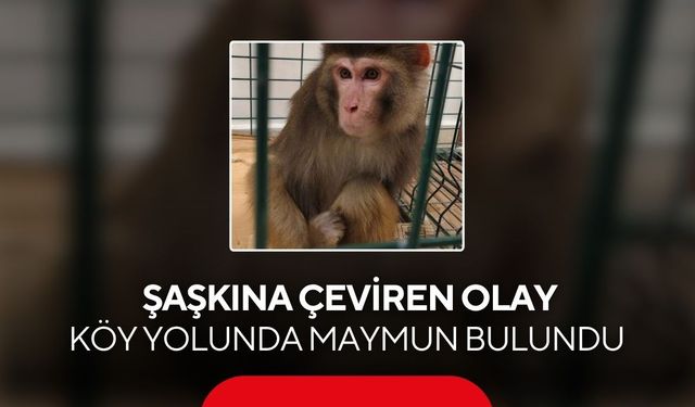 Vatandaş gördüklerine inanamadı! Köy yolunda yasaklı maymun ortaya çıktı...