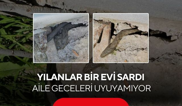Yılanlar bir evi sardı: Aile geceleri uyuyamıyor