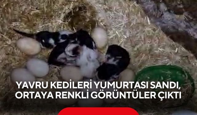 Yavru kedileri yumurtası sandı, ortaya renkli görüntüler çıktı