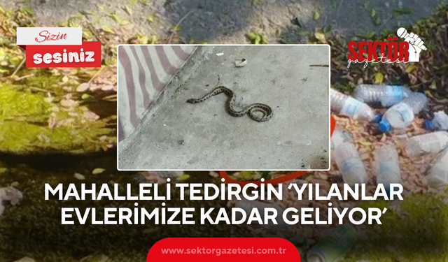 Mahalleli tedirgin ‘Yılanlar evlerimize kadar geliyor’