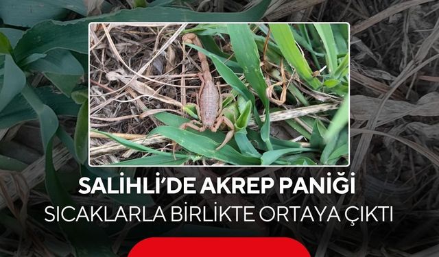 Salihli’de akrep paniği: Sıcaklarla birlikte ortaya çıktı