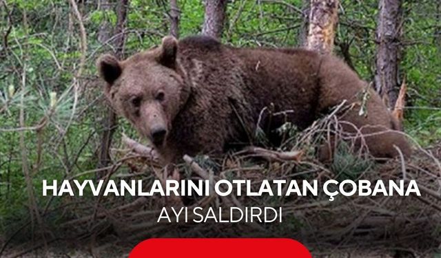 Çobana ayı saldırdı:  İmdadına Kangallar yetişti