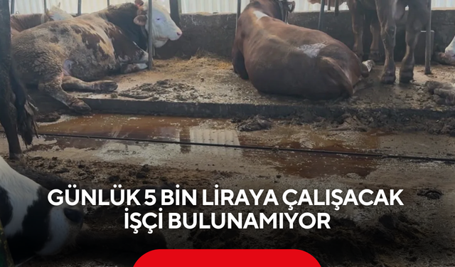 Besiciler çaresiz, sektörde büyük kriz kapıda... Günlük 5 bin liraya çalışacak işçi bulunamıyor
