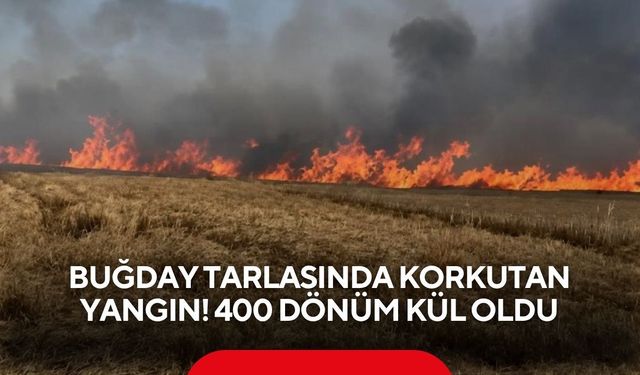 Dev tarla yangını: 400 dönüm buğday zarar gördü