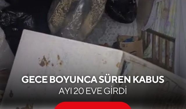 Bir günde 20 eve giren ayı yayla sakinlerini canından bezdirdi