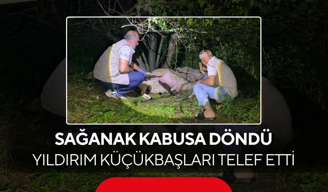 Bursa’da yıldırım dehşeti! Ağacın altındaki 6 hayvan telef oldu...