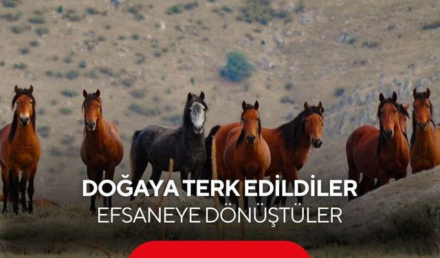 Burunlarıyla karı delip besleniyorlar... Yaylaların gizli kahramanları...