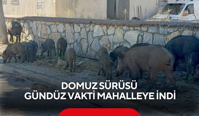 Domuz sürüsü gündüz vakti mahalleye indi