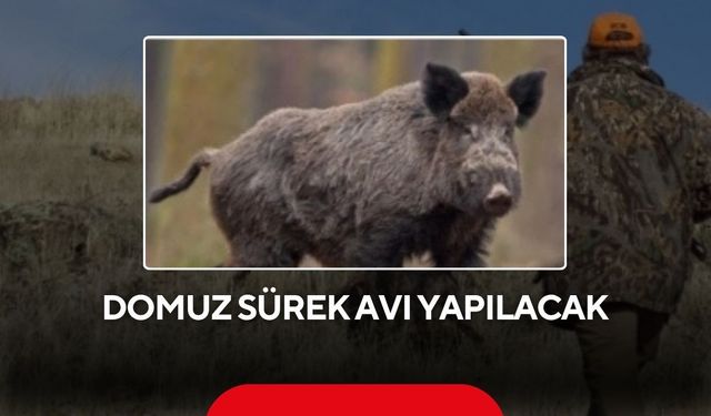 Bu köylerde yaşayanlar dikkat! Yarın domuz sürek avı yapılacak