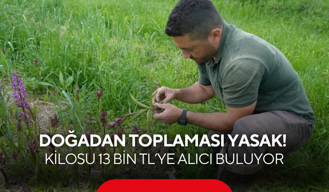 Doğadan toplaması yasak! Kilosu 13 bin TL’ye alıcı buluyor