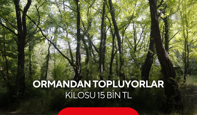 Dünyada sadece 3 bölgede yetişiyor, biri Türkiye'de! Kilosu 15 bin TL